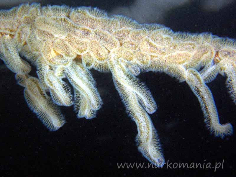 Mszywioły (Bryozoa)