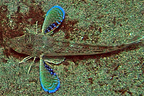 Kurkowate (triglidae)