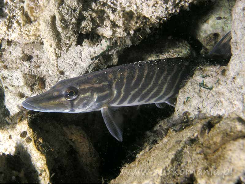 Szczupak (Esox lucius)