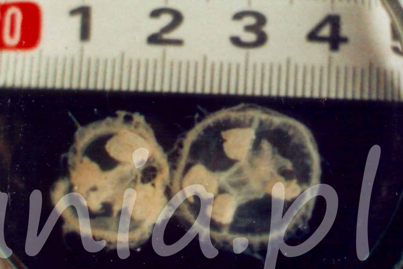 Meduza Kraspedakusta (Craspedacusta sowerbii)