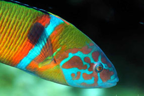 Talasoma pawia (Thalassoma pavo)