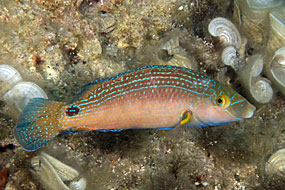 Wargacz śródziemnomorski (Symphodus mediterraneus)