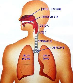 układ oddechowy