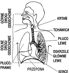 układ oddechowy